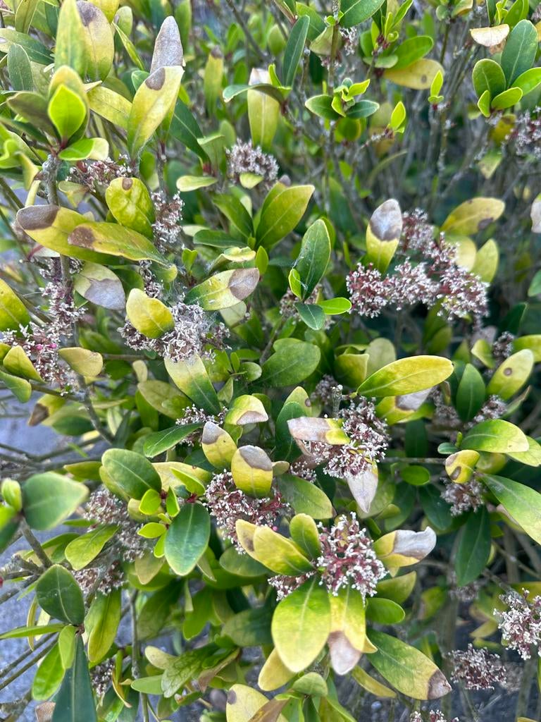 Skimia - - groot formaat, Tuin en Terras, Planten | Tuinplanten, Vaste plant, Overige soorten, Halfschaduw, Bloeit niet, Ophalen of Verzenden