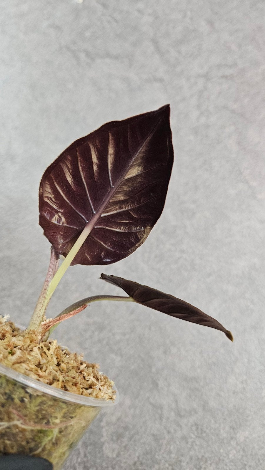 Alocasia infernalis, Ophalen of Verzenden, Halfschaduw, Minder dan 100 cm