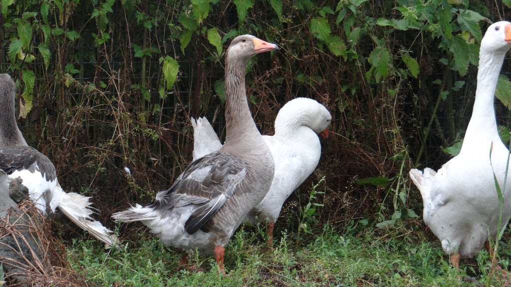 Boeren Bonte Gans | Passend advies, Dieren en Toebehoren, Meerdere dieren, Gans of Zwaan
