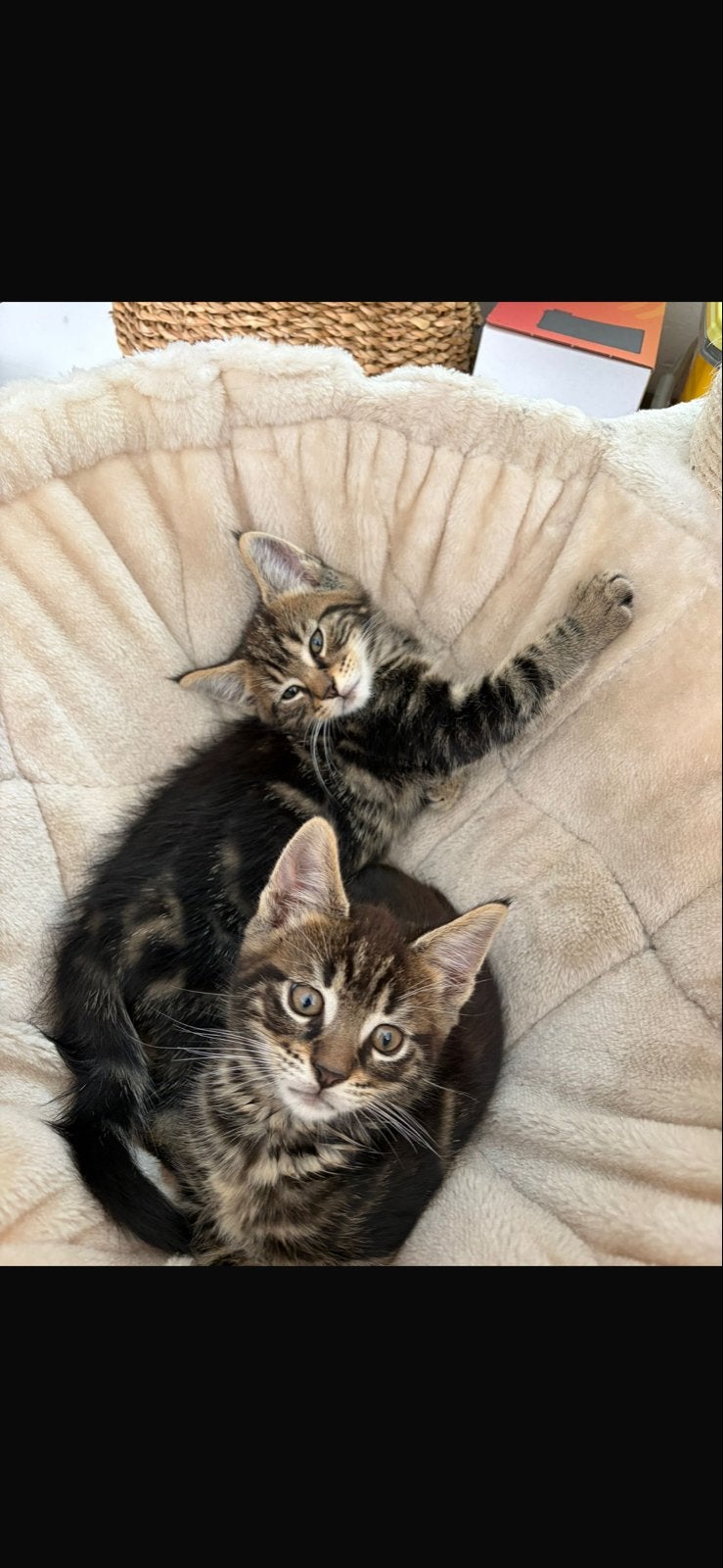 3 mooie Maine Coon kittens (half), Dieren en Toebehoren, Katten en Kittens | Overige Katten, Kater