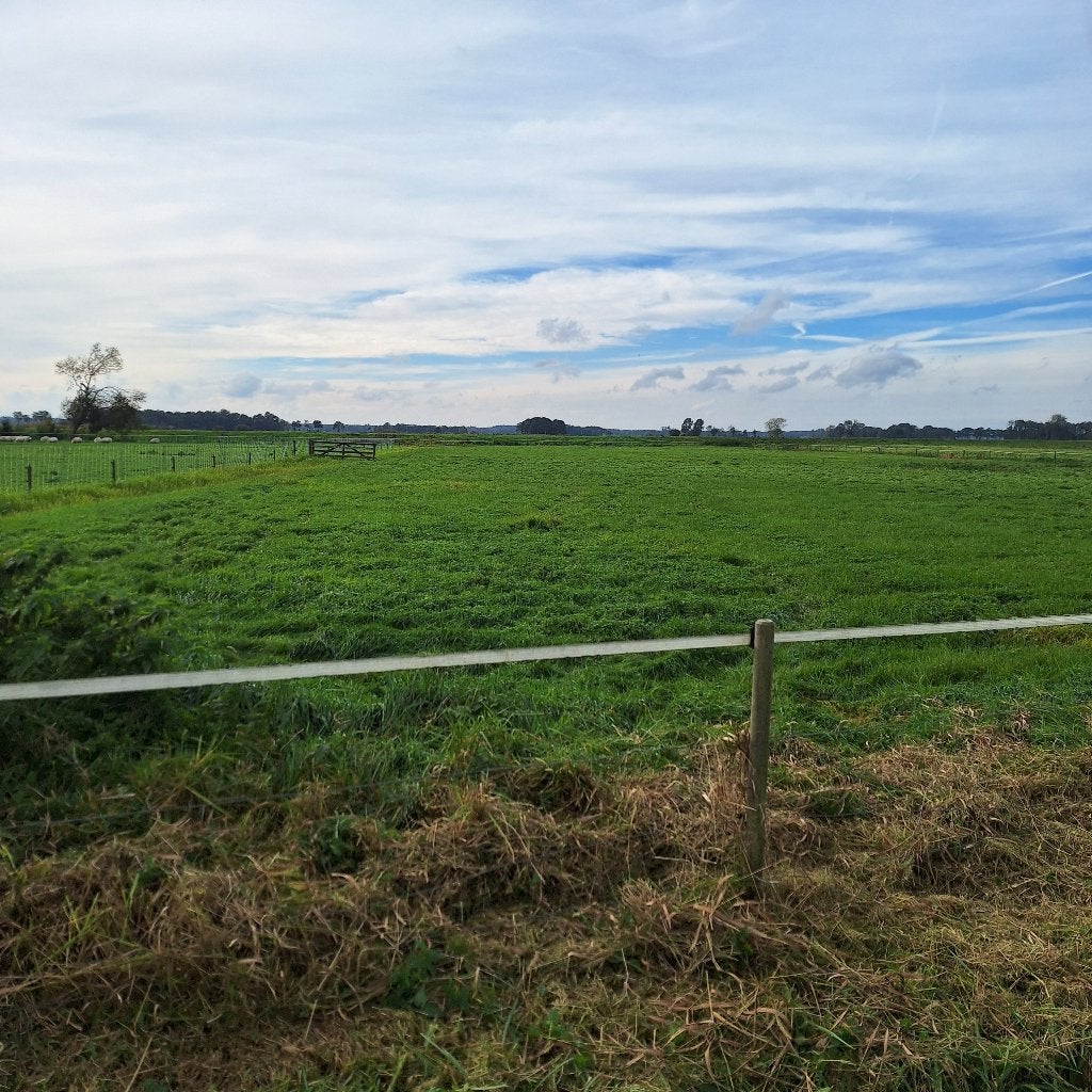 Gras op stam, Ophalen, Vee