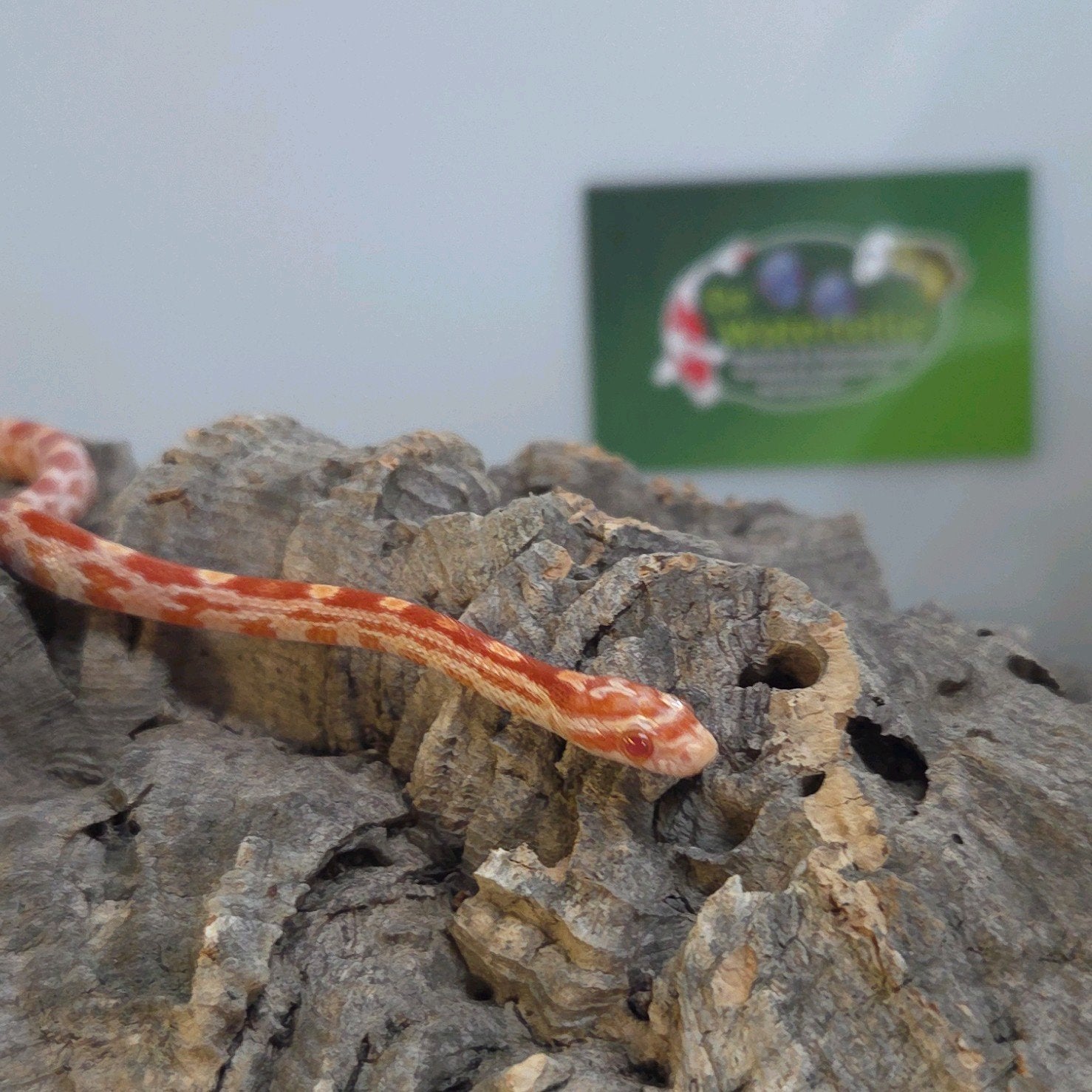 Rattenslang Rat Snake photo 3