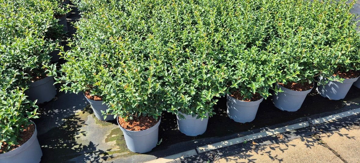 Osmanthus burkwoodii - Schijnhulst / Verschillende maten🌿, Tuin en Terras, Planten | Tuinplanten, Ophalen of Verzenden, Vaste plant