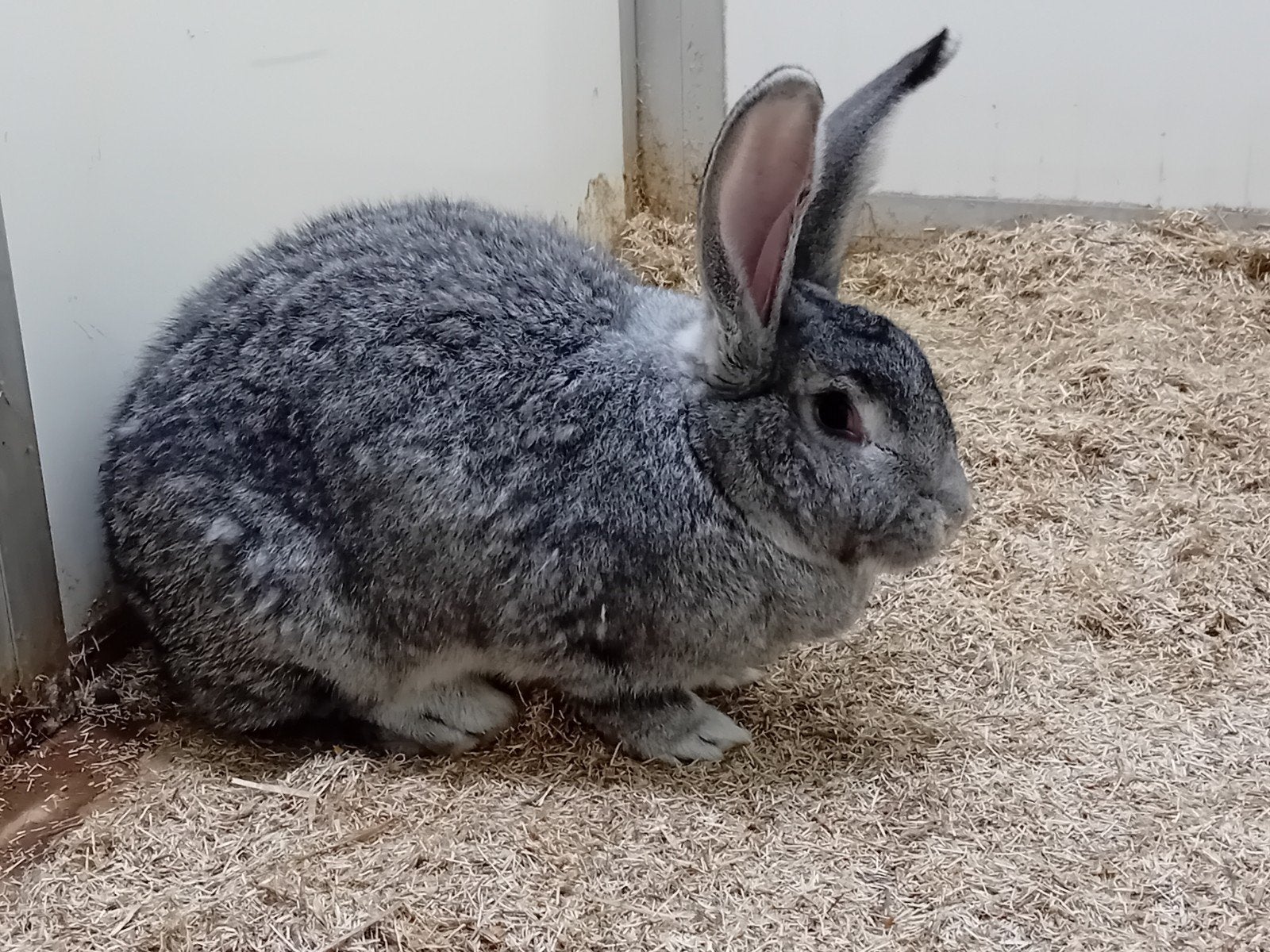 vlaamse reus chinchilla voedster, Dieren en Toebehoren, Vrouwelijk, Groot