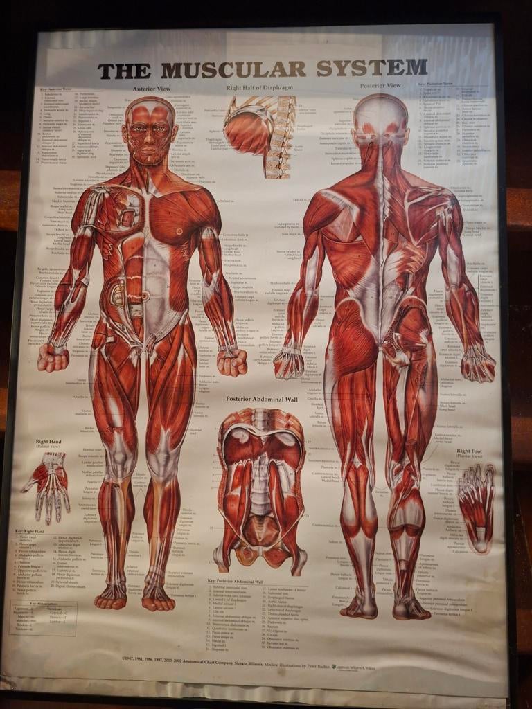 Vintage Anatomische Poster: Het Spierstelsel (waterschade), Ophalen of Verzenden