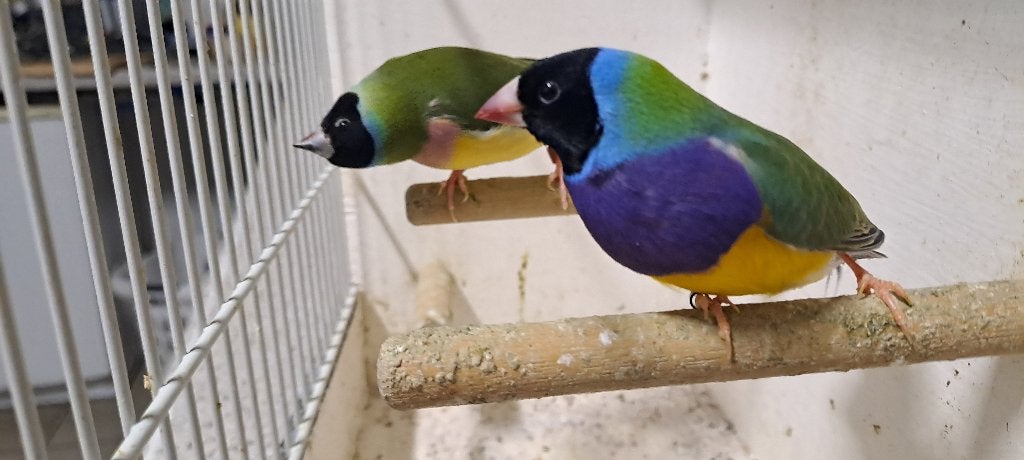 Gouldamadines uit buiten vlucht 100% natuurbroed, Meerdere dieren, Tropenvogel, Geringd