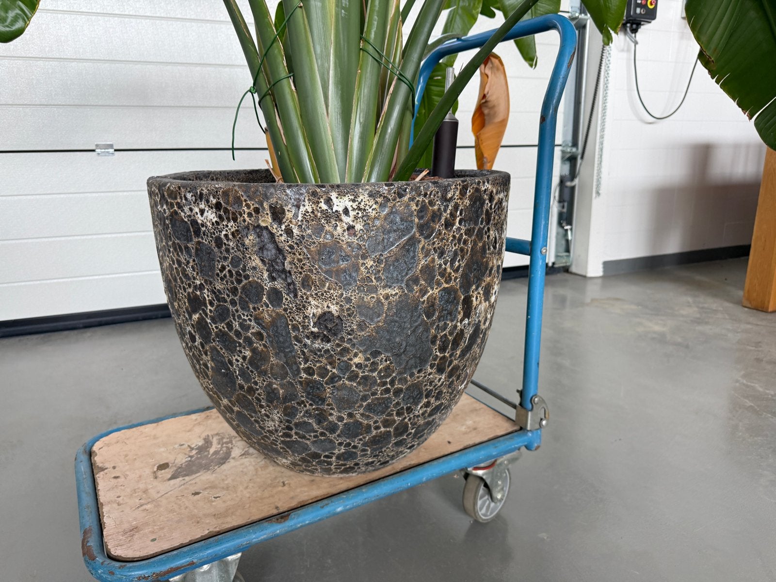 Prachtige Baq Lava plantenbak met Strelitzia plant (2m), Tuin en Terras, Ophalen, Overige materialen, Gebruikt, Minder dan 60 cm