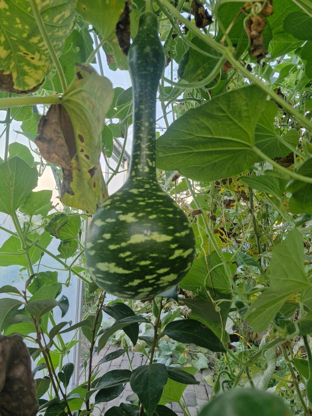 Diverse (eet)pompoenen en kalebassen voor decoratie, Ophalen