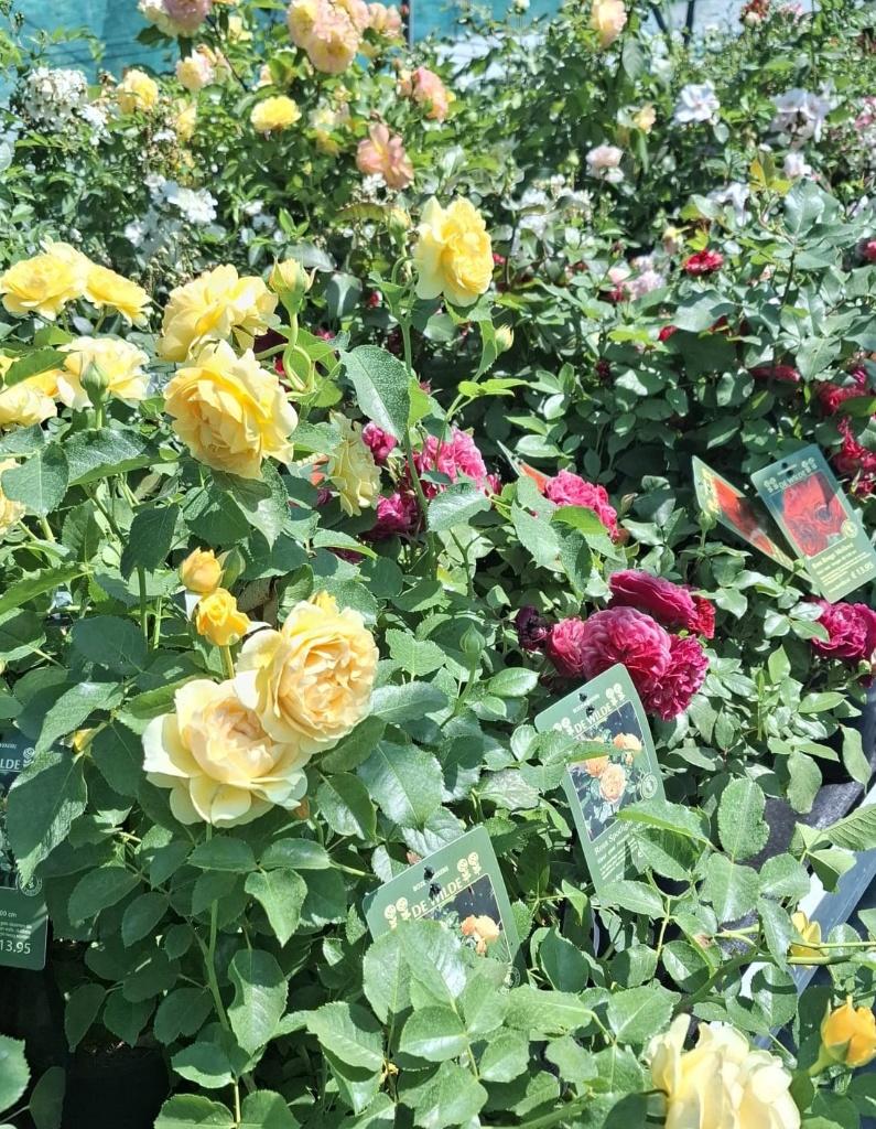 rozen, Ophalen, Vaste plant, Overige soorten, Volle zon