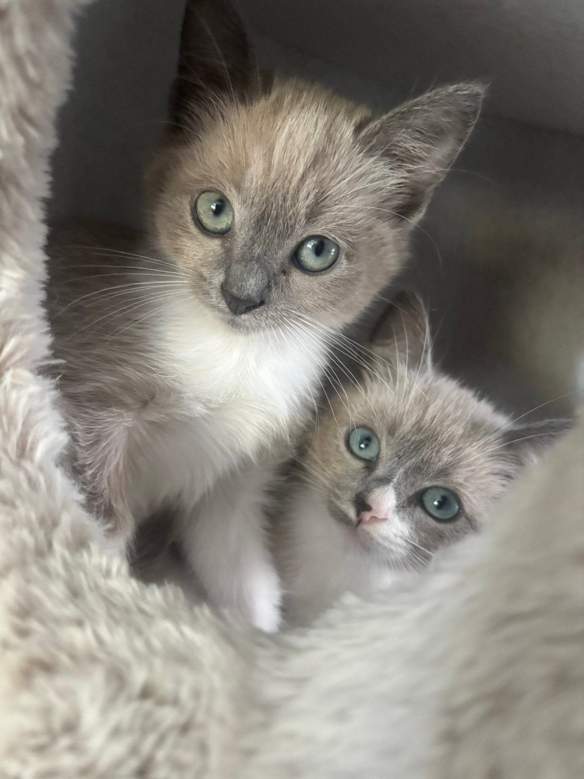 Mogen verhuizen nog 2 ! 😍 Unieke Siamees / Ragdoll 😍, Kater, Ingeënt