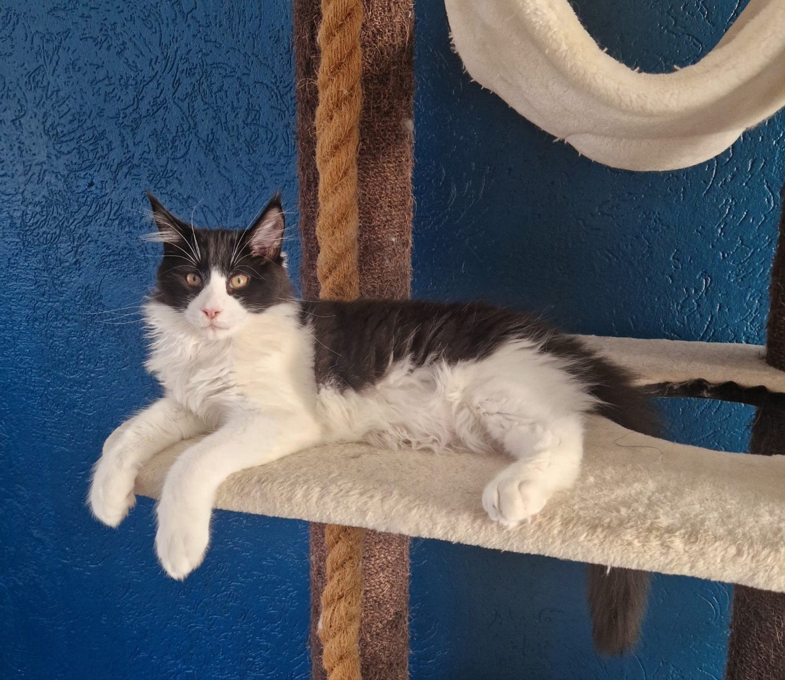 maine coon kitten kater, Kater, Gechipt, 0 tot 2 jaar