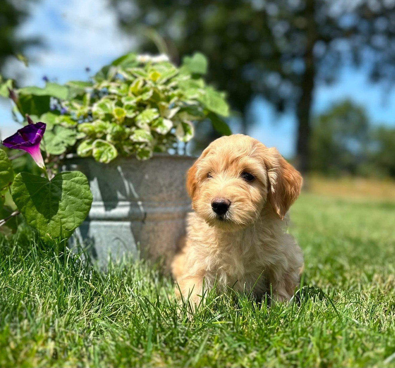 lieve en mooie Labradoodle pups f4 met garantie, 8 tot 15 weken, Meerdere, Meerdere dieren, Nederland
