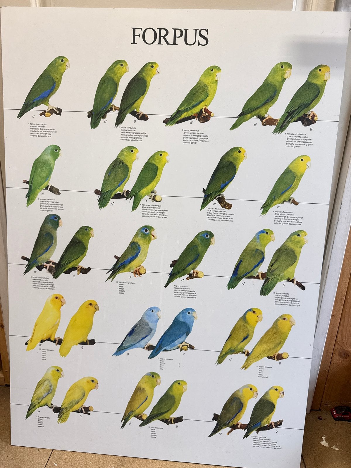 Forpus vogelfoto op dibond - 70x100 cm, Dieren en Toebehoren, Vogels | Parkieten en Papegaaien, Meerdere dieren, Parkiet