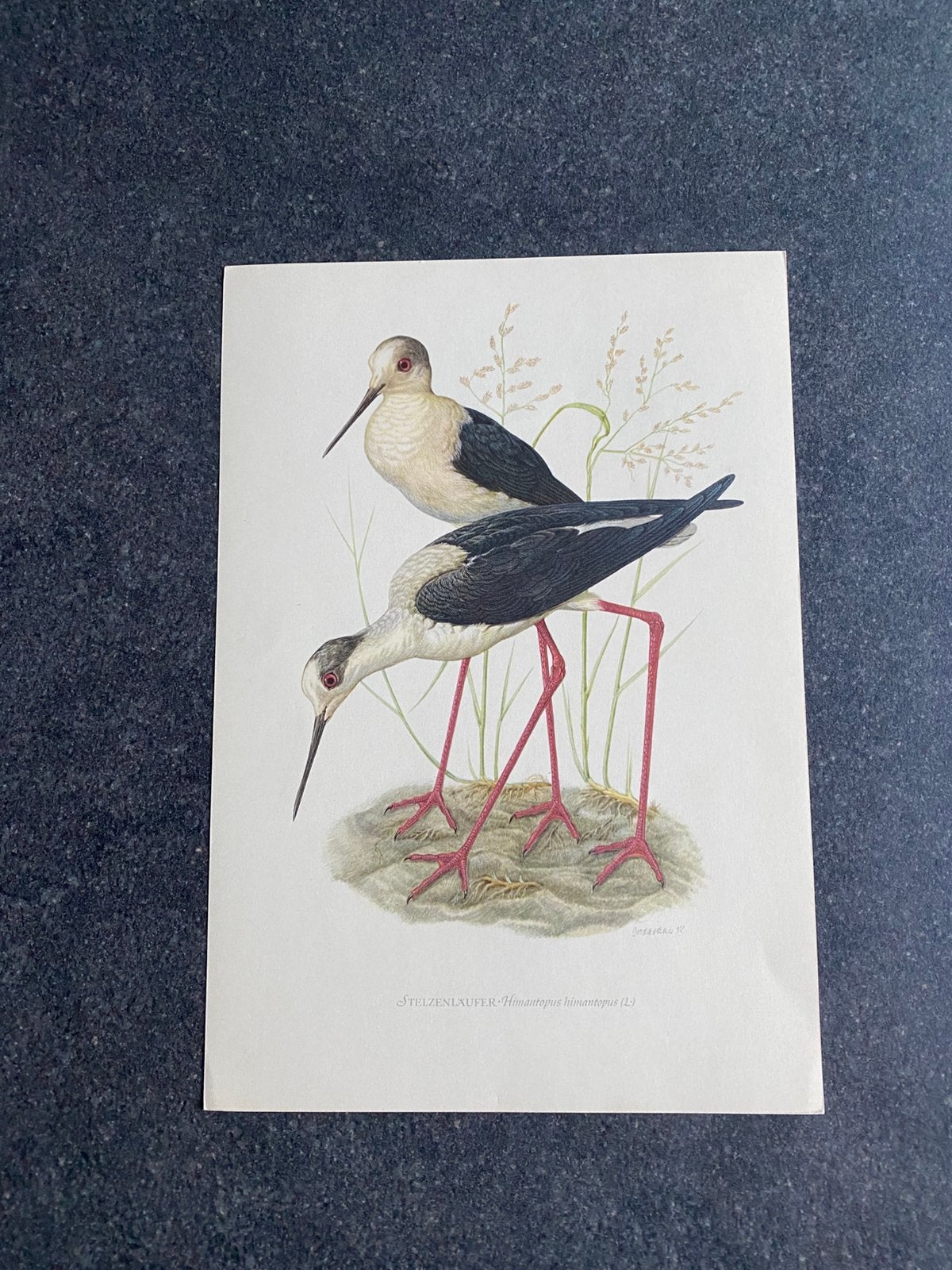 10 prenten vogels/steltlopers 16,5x24 samen 20 euro oa kluut, Antiek en Kunst, Antiek | Schoolplaten, Ophalen of Verzenden, Natuur en Biologie