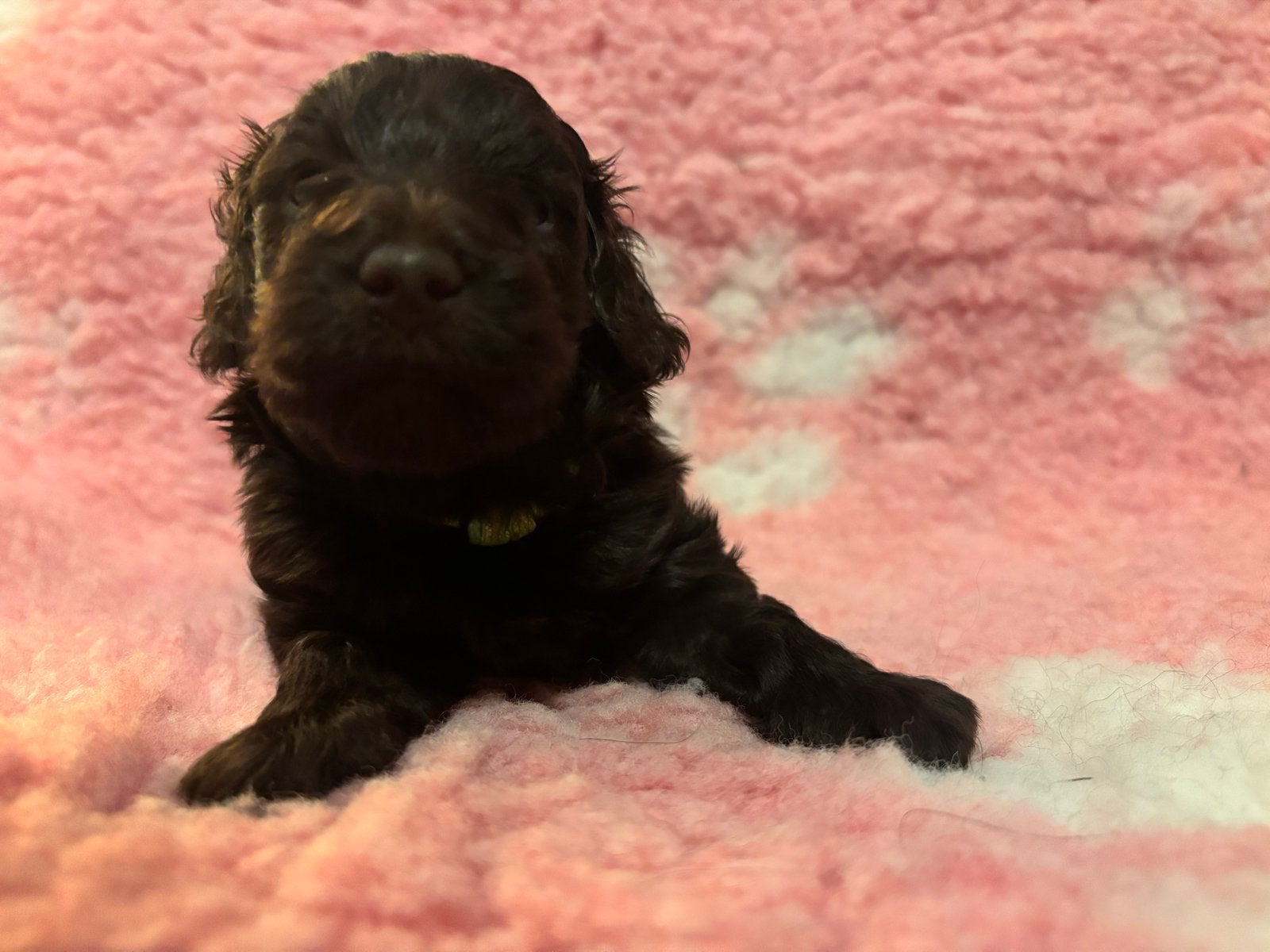 Doxiepoo teef en reu, Dieren en Toebehoren, CDV (hondenziekte), 8 tot 15 weken, Meerdere, Meerdere dieren