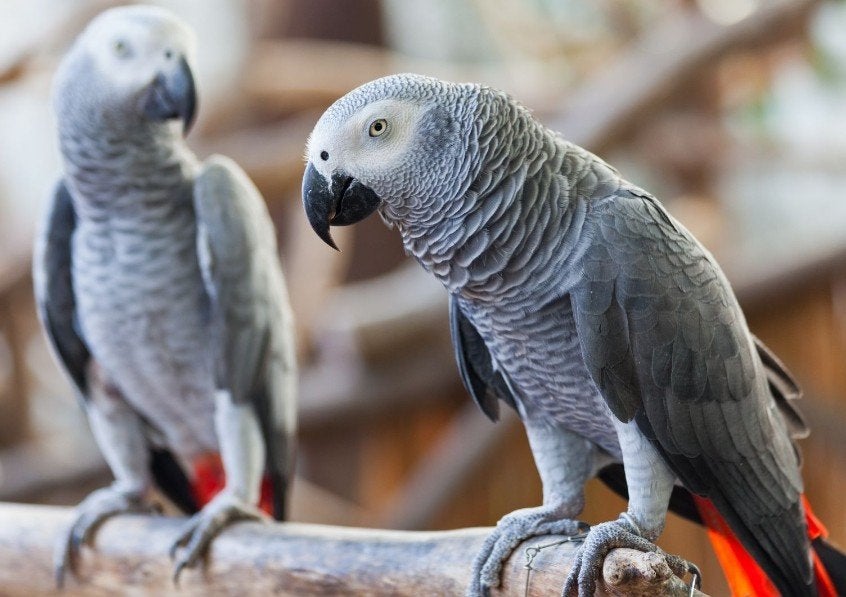 gezocht grijze roodstaarten, Meerdere dieren, Papegaai