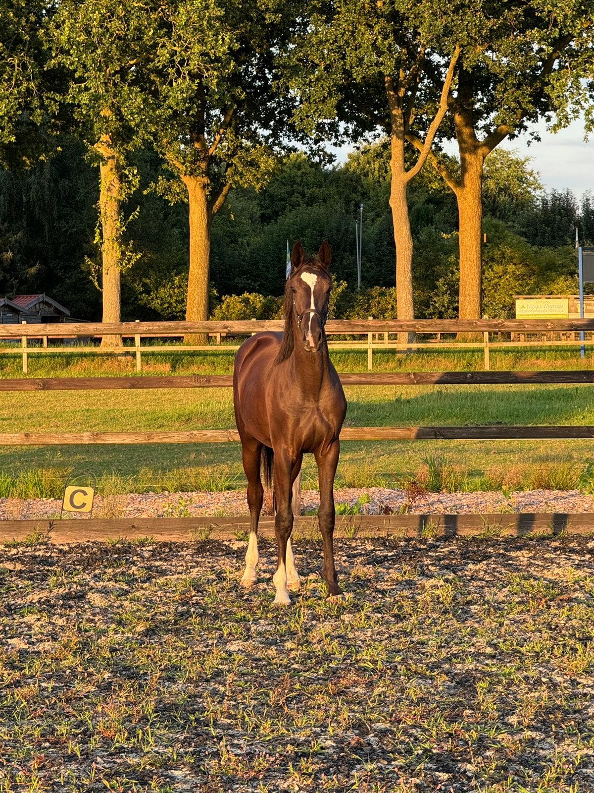 Prachtige 2,5 jarige For Ferrero merrie, Dieren en Toebehoren, Merrie, Dressuurpaard, Met stamboom, 3 tot 6 jaar