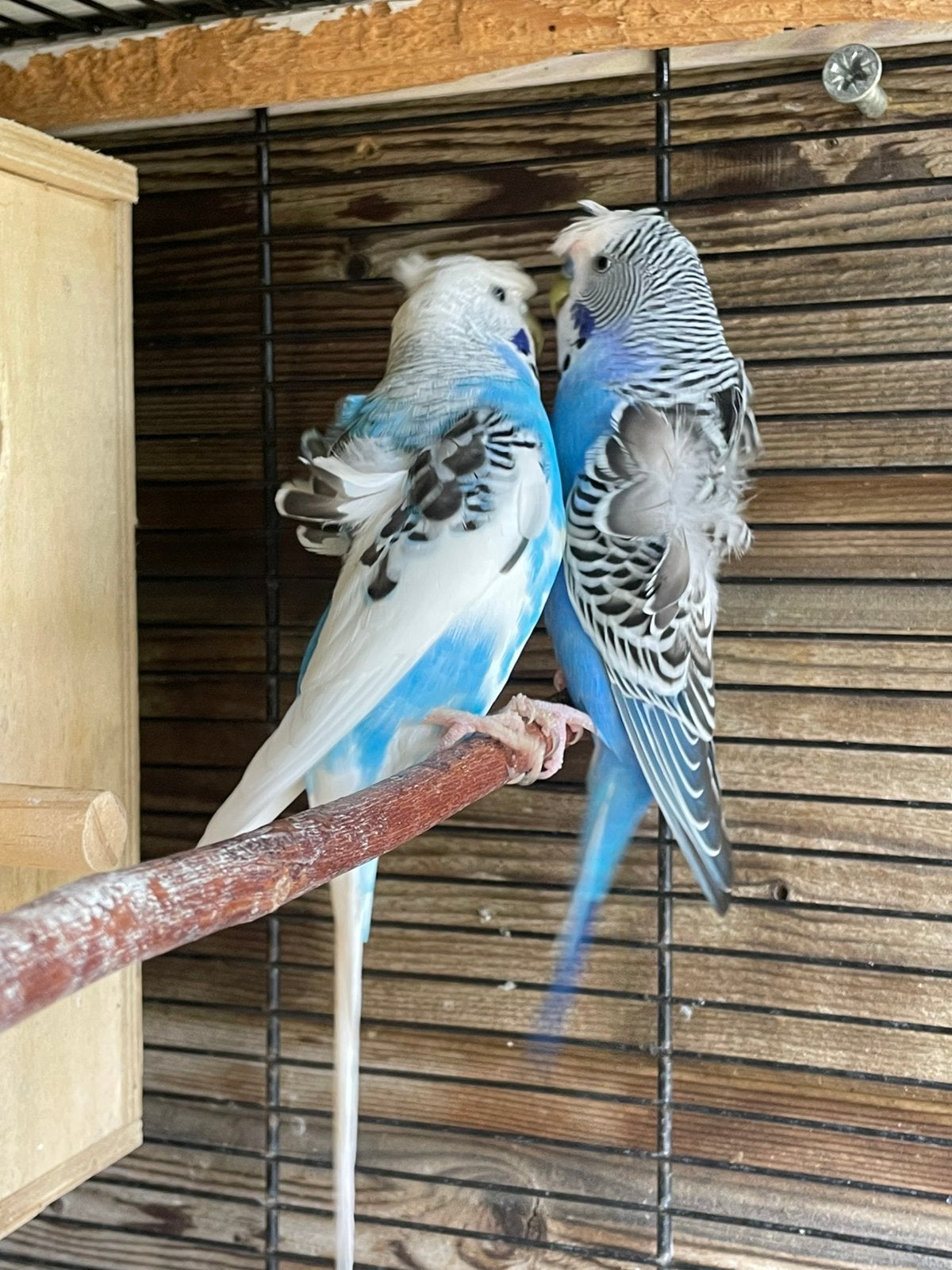 Mooi een koppel broedrijp hagormo grasparkieten te koop, Dieren en Toebehoren, Vogels | Parkieten en Papegaaien, Meerdere dieren