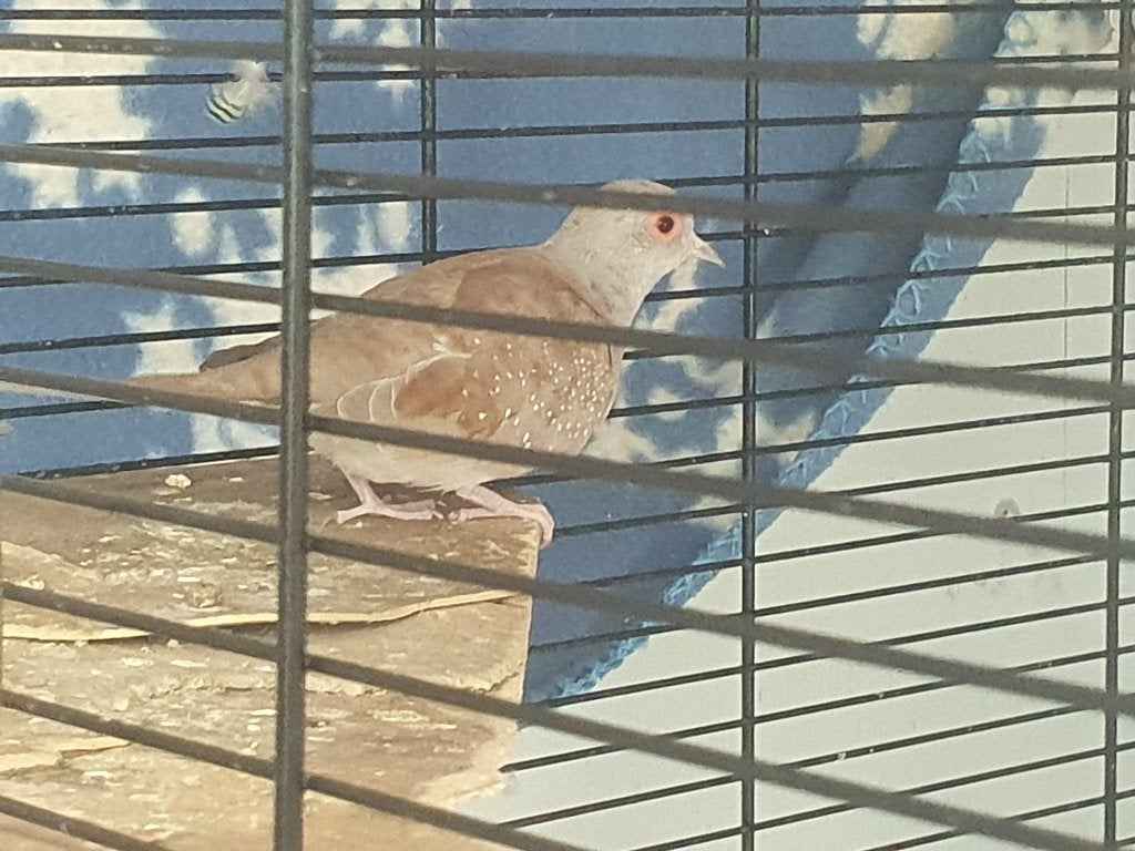 Goed tehuis gezocht voor vrouwtjes diamantduif, Dieren en Toebehoren, Vogels | Duiven, Vrouwelijk, Overige soorten