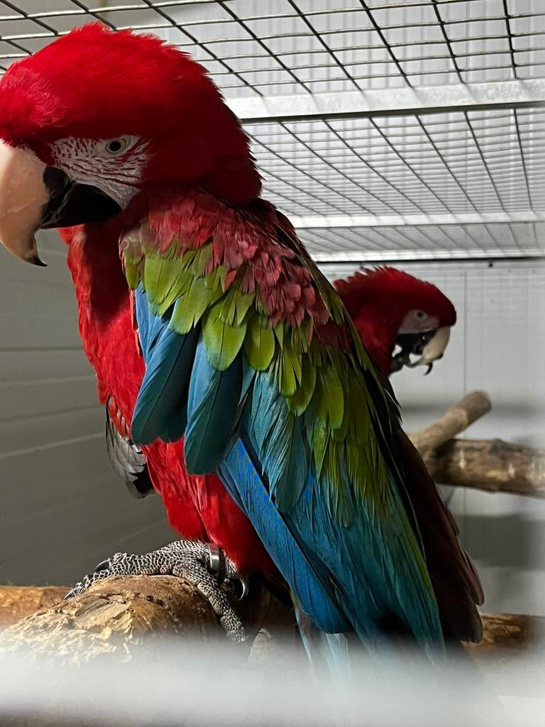 Koppel groenvleugel ara aras., Dieren en Toebehoren, Vogels | Parkieten en Papegaaien, Meerdere dieren, Papegaai