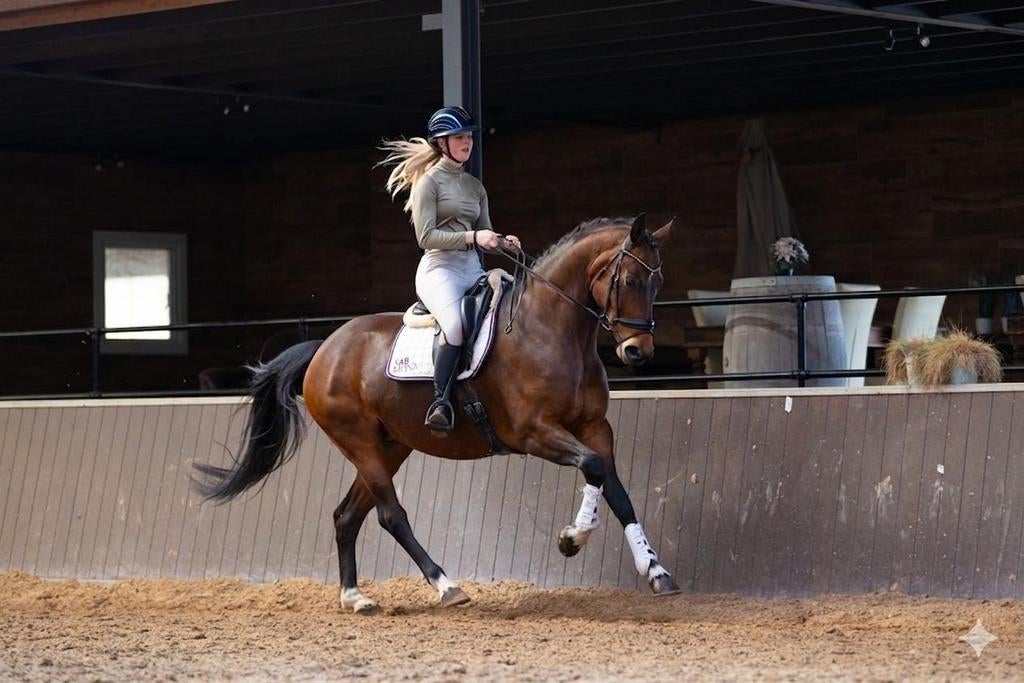 Talentvolle M2 dressuurmerrie, Dieren en Toebehoren, Paarden, Merrie, Met stamboom, M, Dressuurpaard