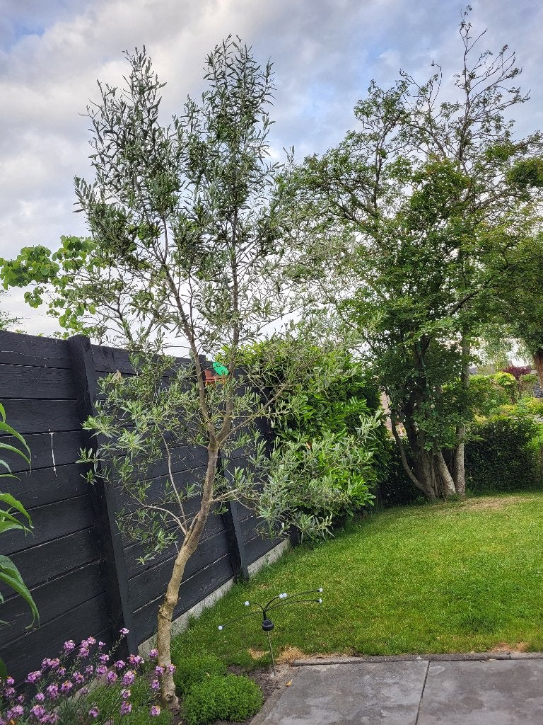 Prachtige, grote olijfboom, Olijfboom, 250 tot 400 cm, Zomer, Ophalen