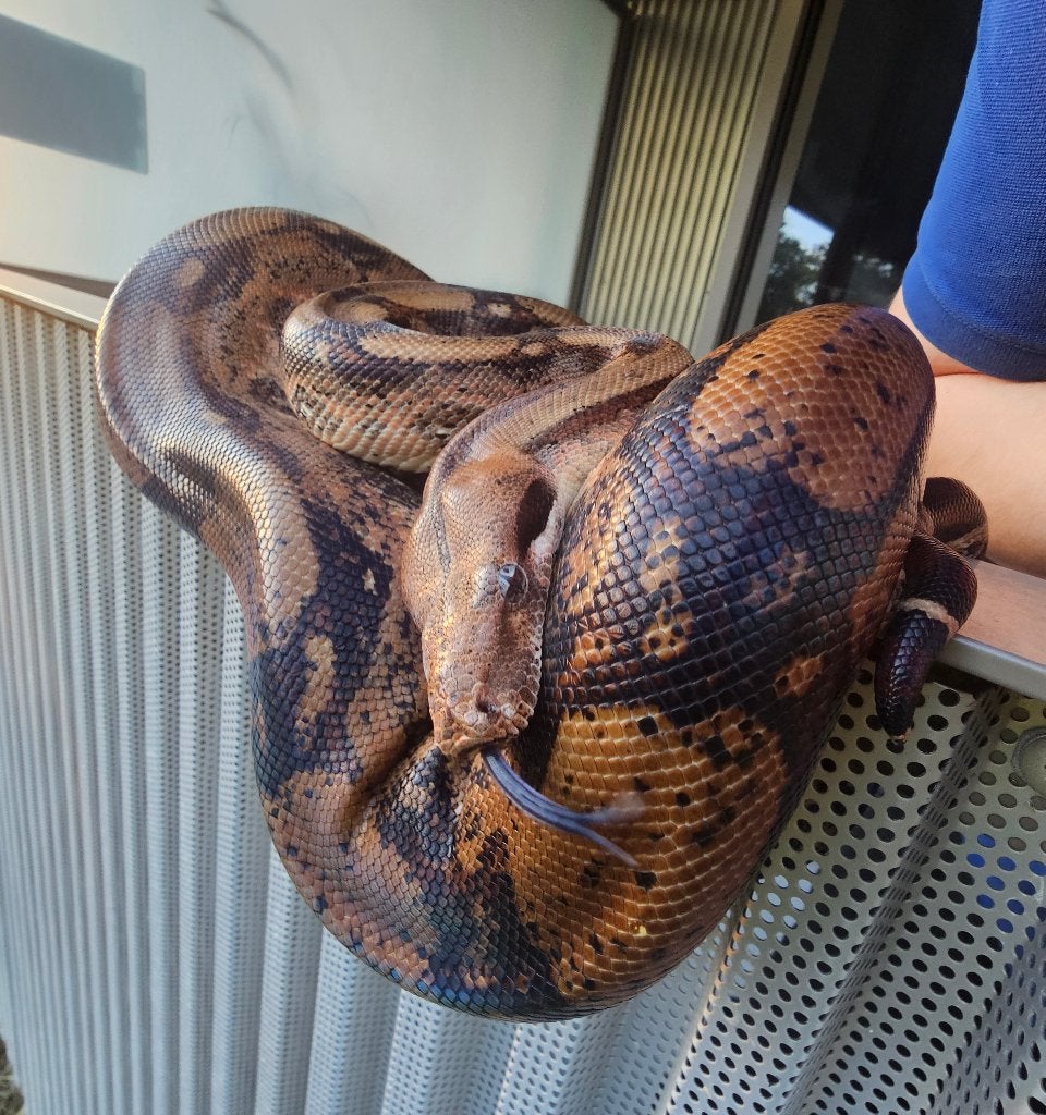 Pinkish fire vrouw boa imperator Boa Constrictor photo 17