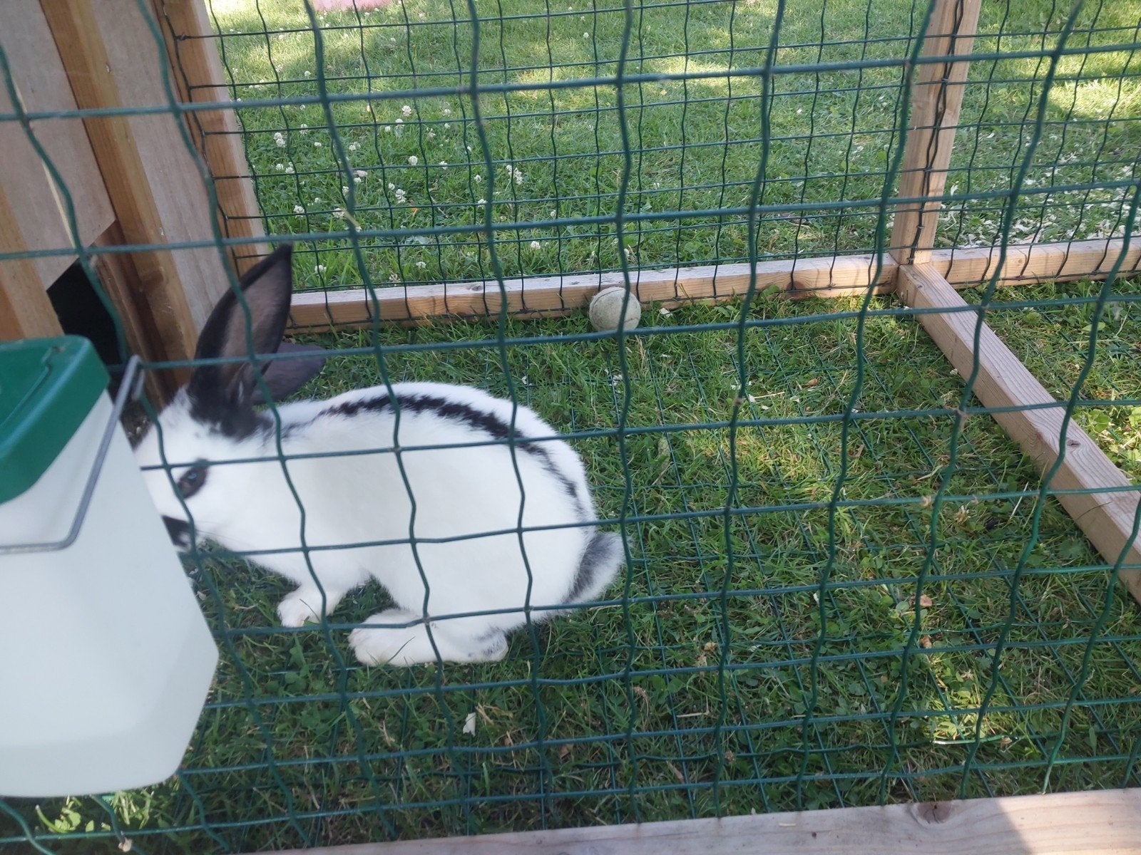 ♡Raszuivere Lotharinger groot voedster lief konijntje, Vrouwelijk, Groot, 0 tot 2 jaar