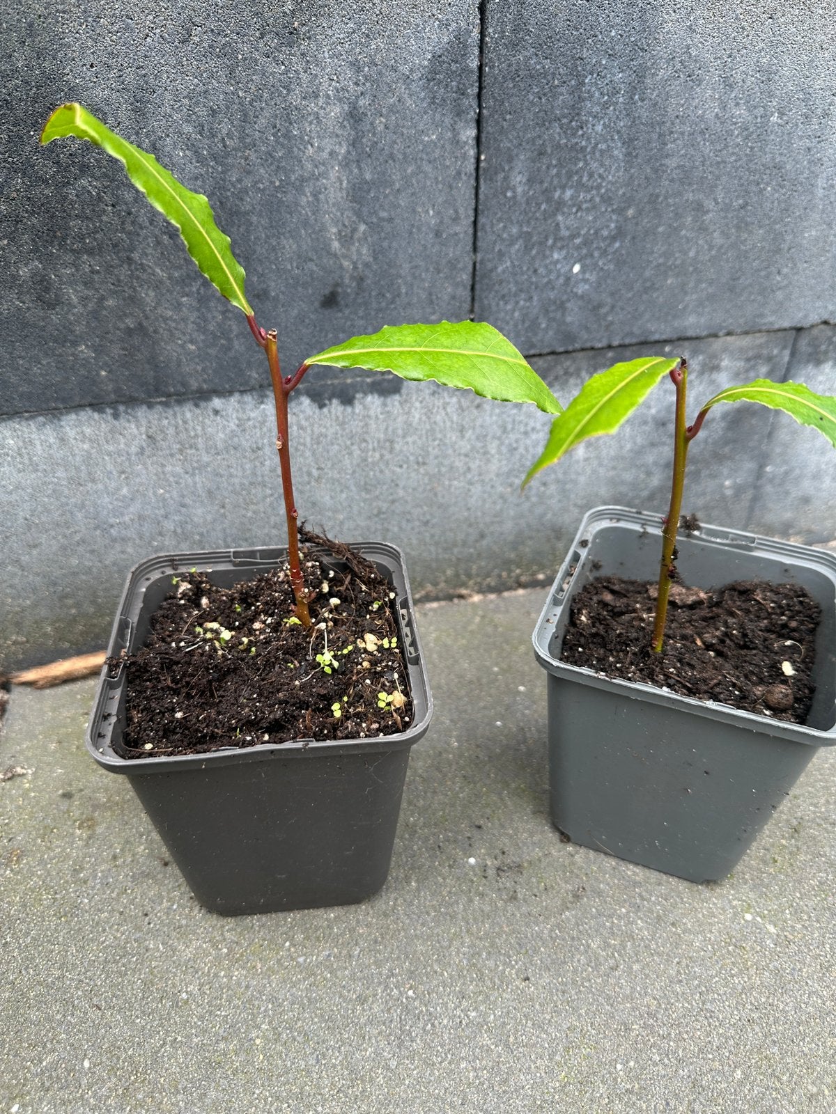 Biologische Laurierplant (Laurus nobilis)- Vers om te koken, Ophalen, Volle zon, Vaste plant, Bloeit niet