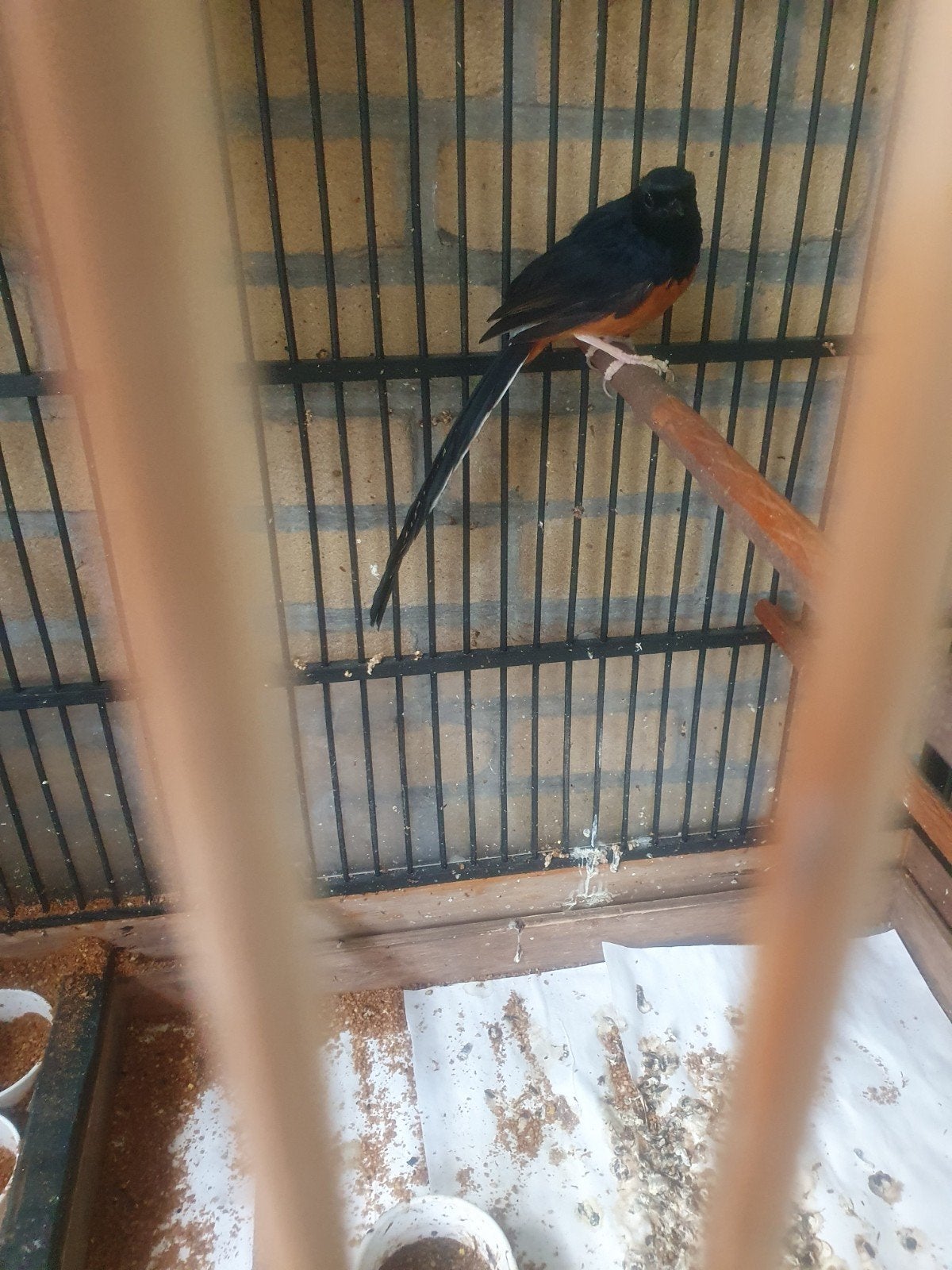 schamalijster, Dieren en Toebehoren, Vogels | Overige Vogels, Mannelijk, Tropenvogel