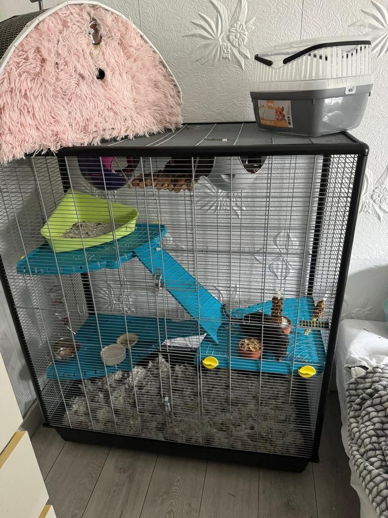 Kooi met 2 ratjes / broertjes Tinky en Winky, Dieren en Toebehoren, Knaagdieren, Rat, Mannelijk, Tam, Oktober