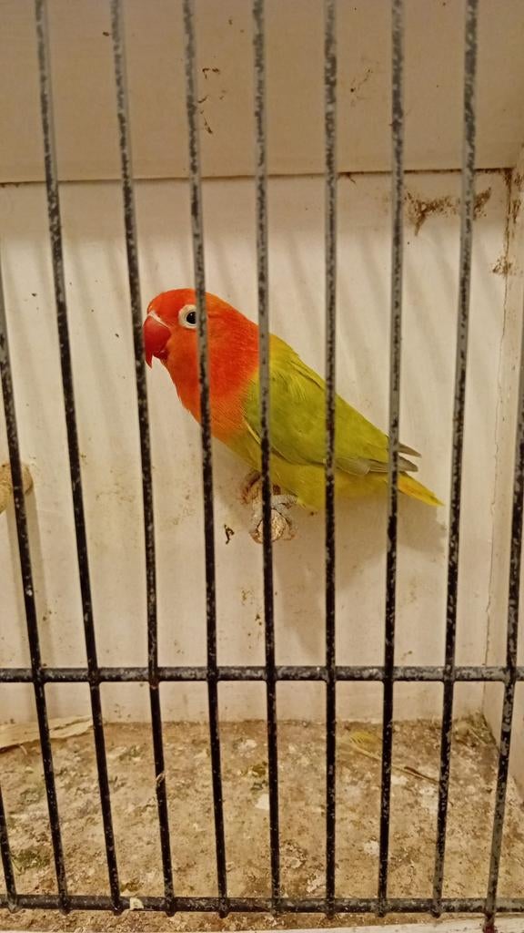 Opaline delute split lutino, Vrouwelijk, Parkiet, Geringd