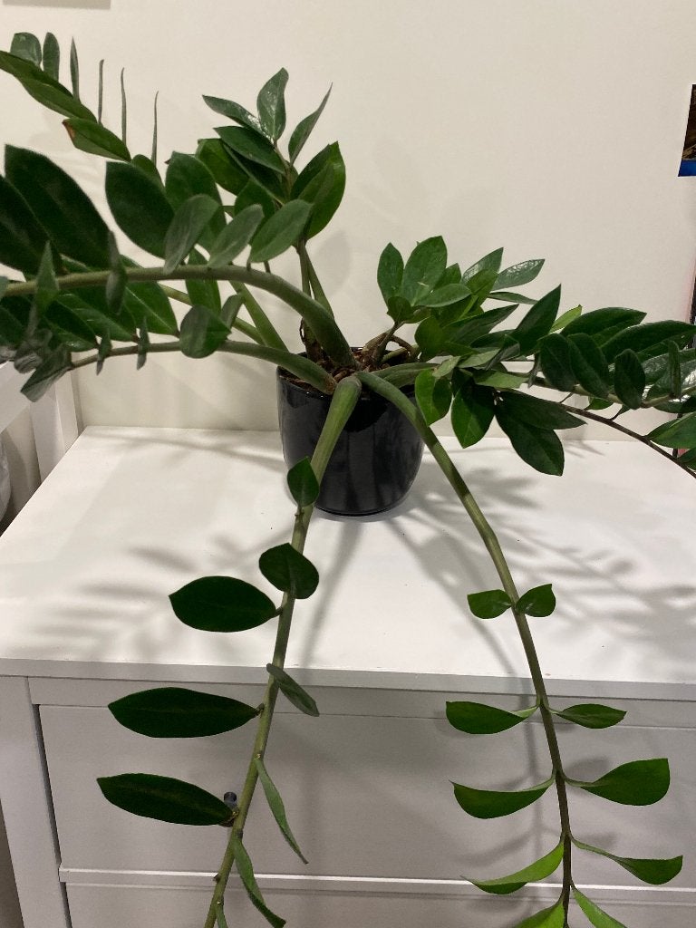 Plant Zanzibar gem, Ophalen, 100 tot 150 cm, Overige soorten, Halfschaduw