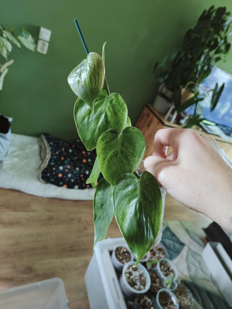 Philodendron Oxycardium, Huis en Inrichting, Kamerplanten, Overige soorten, In pot, Minder dan 100 cm, Groene kamerplant