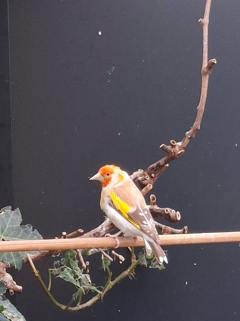Bewezen koppel witkop putters, Dieren en Toebehoren, Meerdere dieren, Wildzangvogel, Geringd