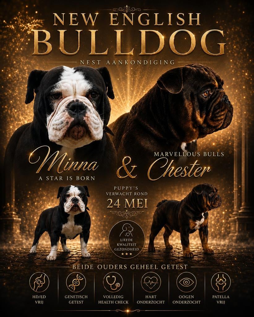 Nest aankondiging new english bulldog pups, Reu, 8 tot 15 weken, Bulldog, Meerdere