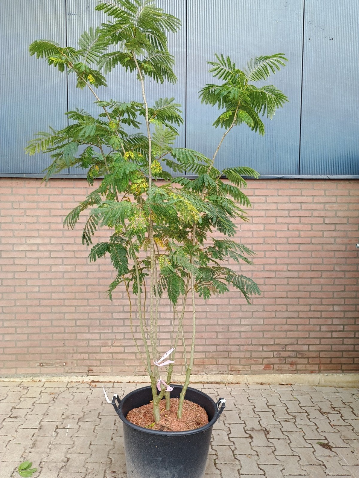 Meerstammige Slaapboom (Albizia julibrissin), Tuin en Terras, Overige soorten, 100 tot 250 cm, Zomer, Ophalen
