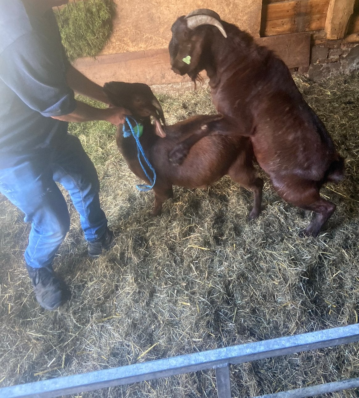 Ter dekking aangeboden mooie rooie redkalahari boerbok, Dieren en Toebehoren, Mannelijk, Geit