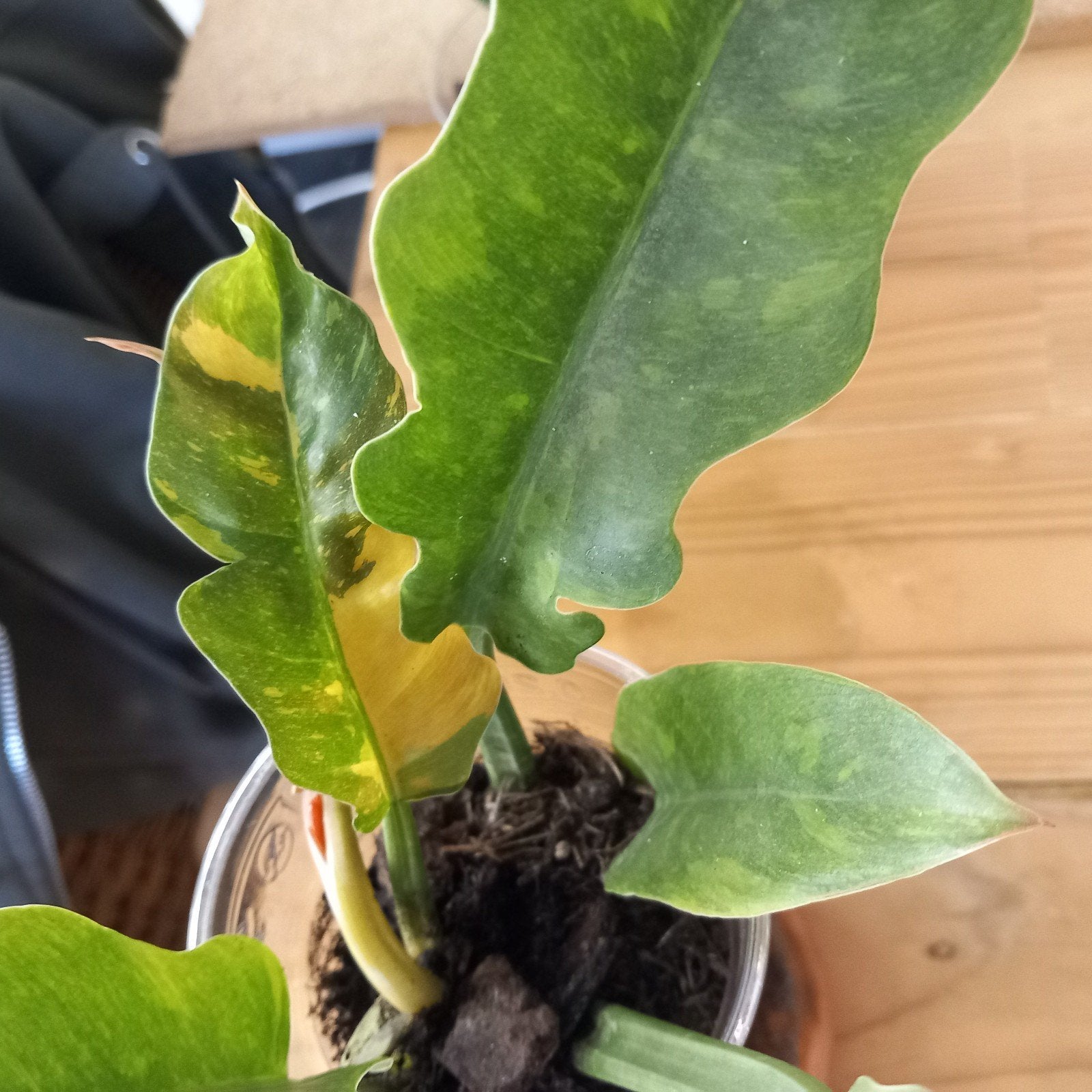 philodendron ring of fire halfmoon white Orange stek nr 117, Huis en Inrichting, Kamerplanten, Ophalen of Verzenden, Halfschaduw