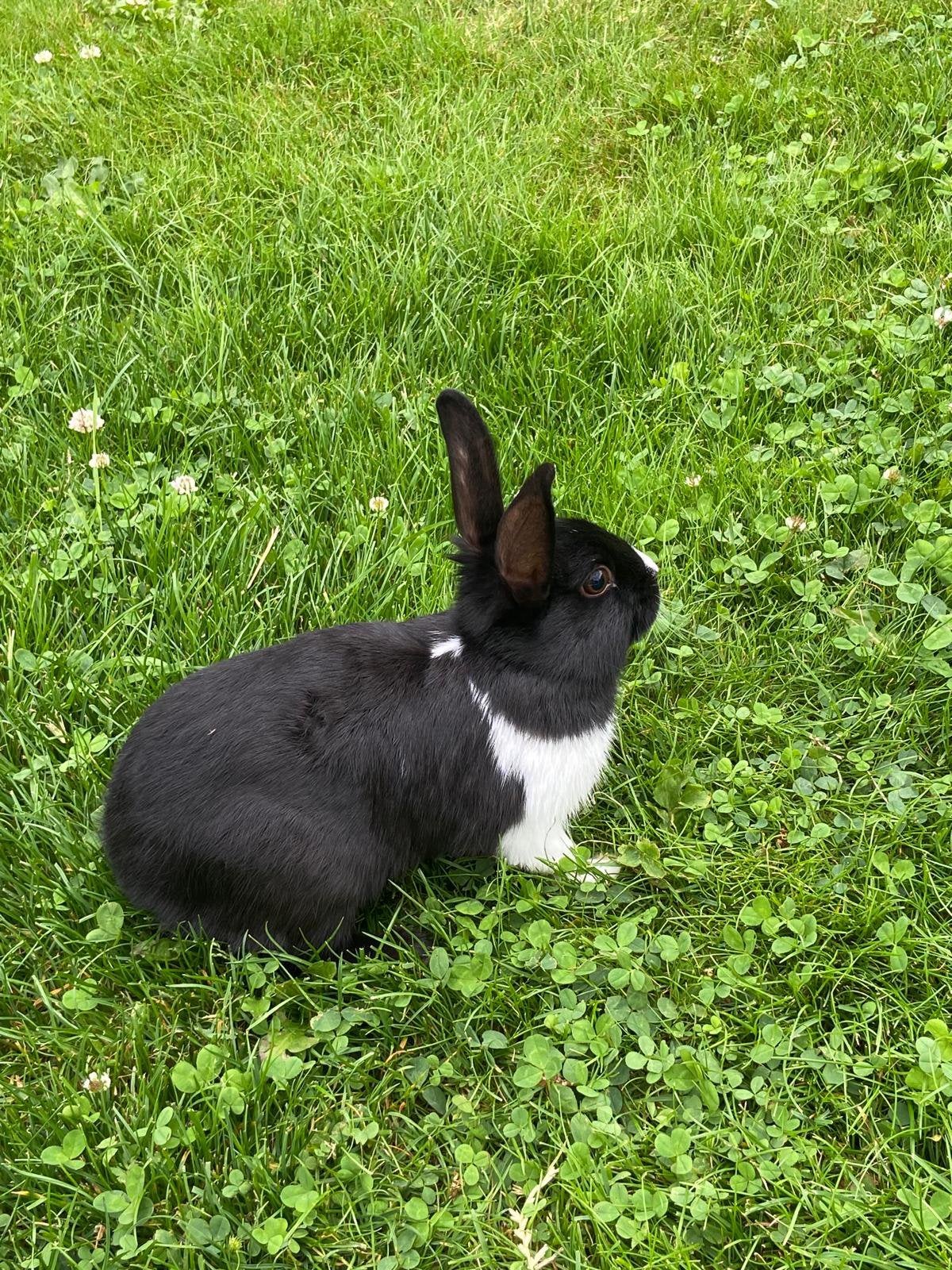 Lief konijntje  zoekt nieuw thuis., Dieren en Toebehoren, Konijnen, Mannelijk, Middelgroot, 0 tot 2 jaar