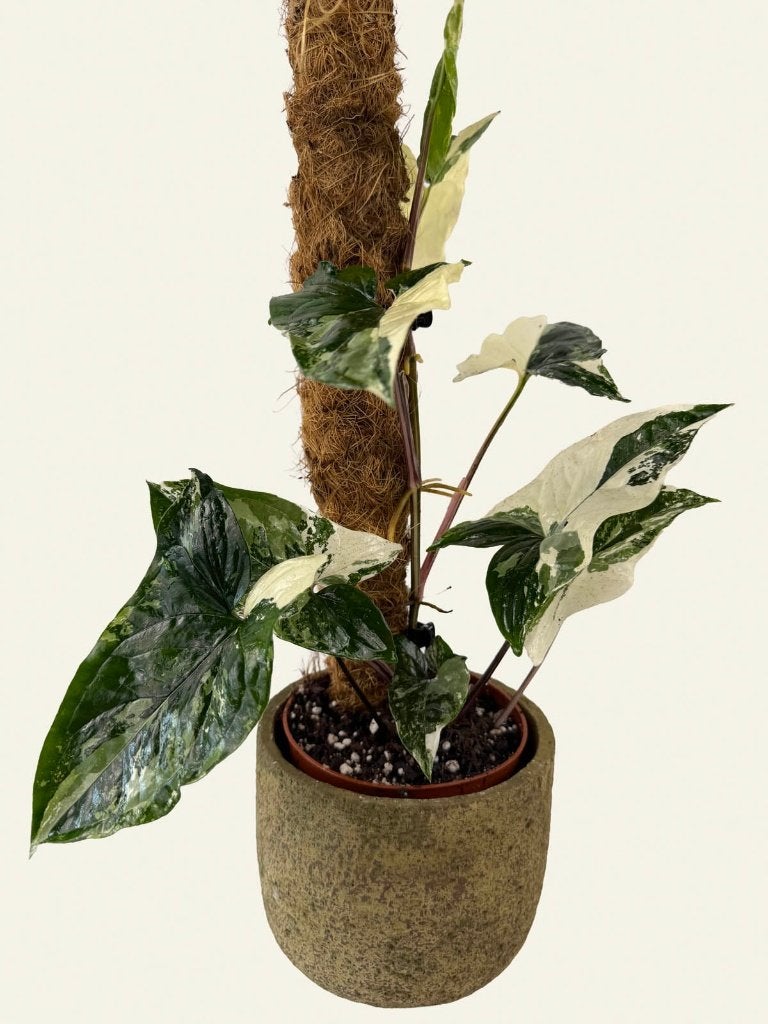 Syngonium podophyllum albo variegata, Ophalen of Verzenden, Halfschaduw, Minder dan 100 cm