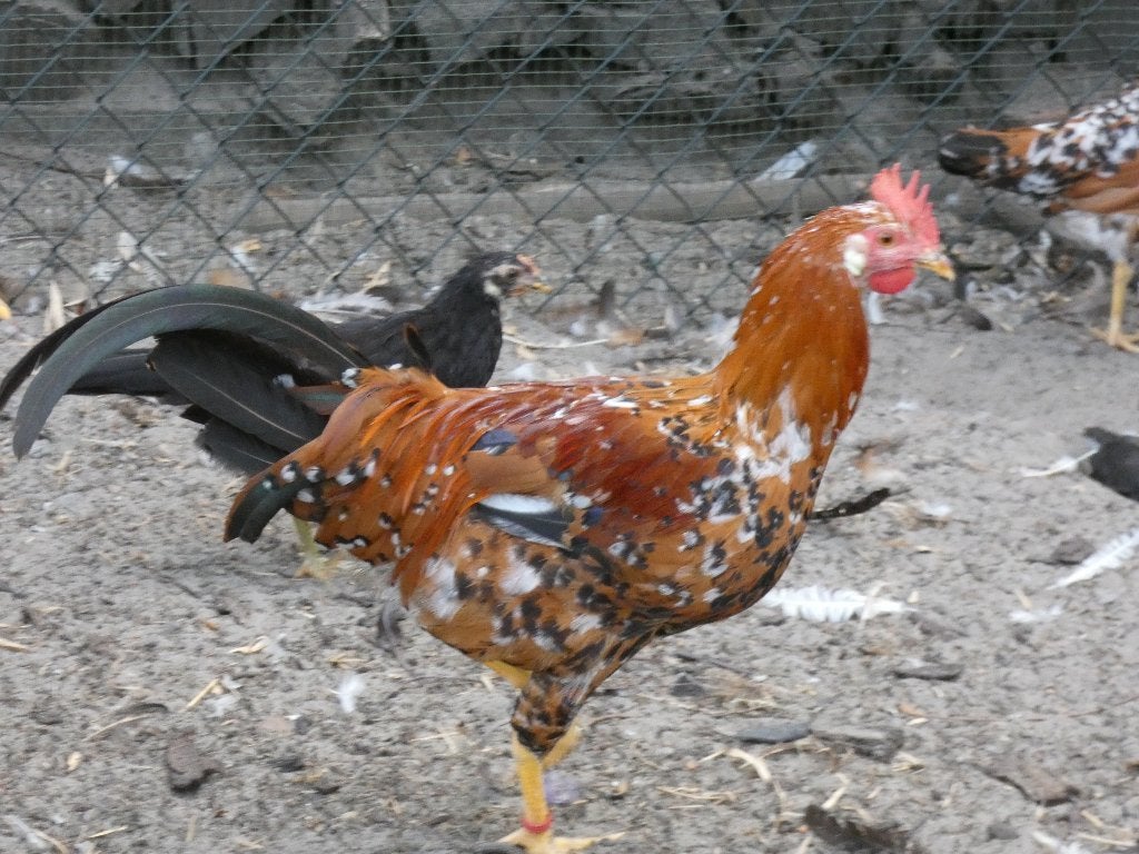 haan leghorn porselein 4 mnd oud, Mannelijk, Kip