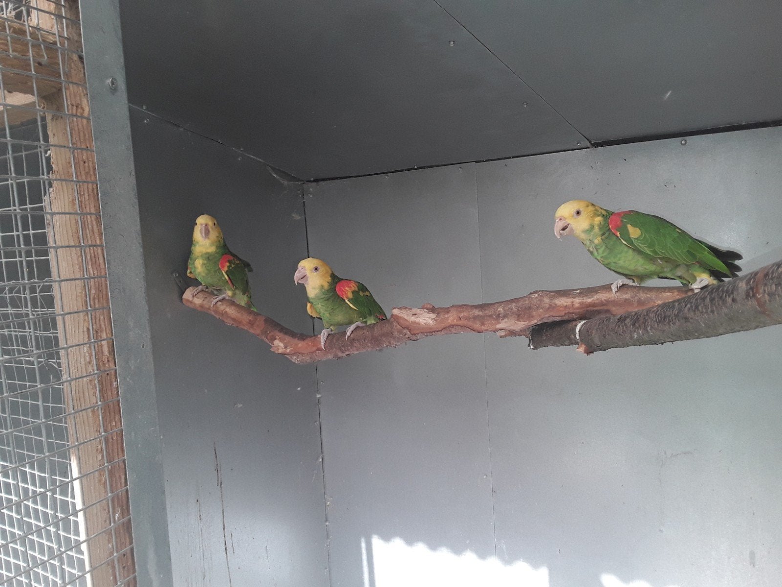 Broedrijpe amazone oratrix, Dieren en Toebehoren, Meerdere dieren, Papegaai, Geringd