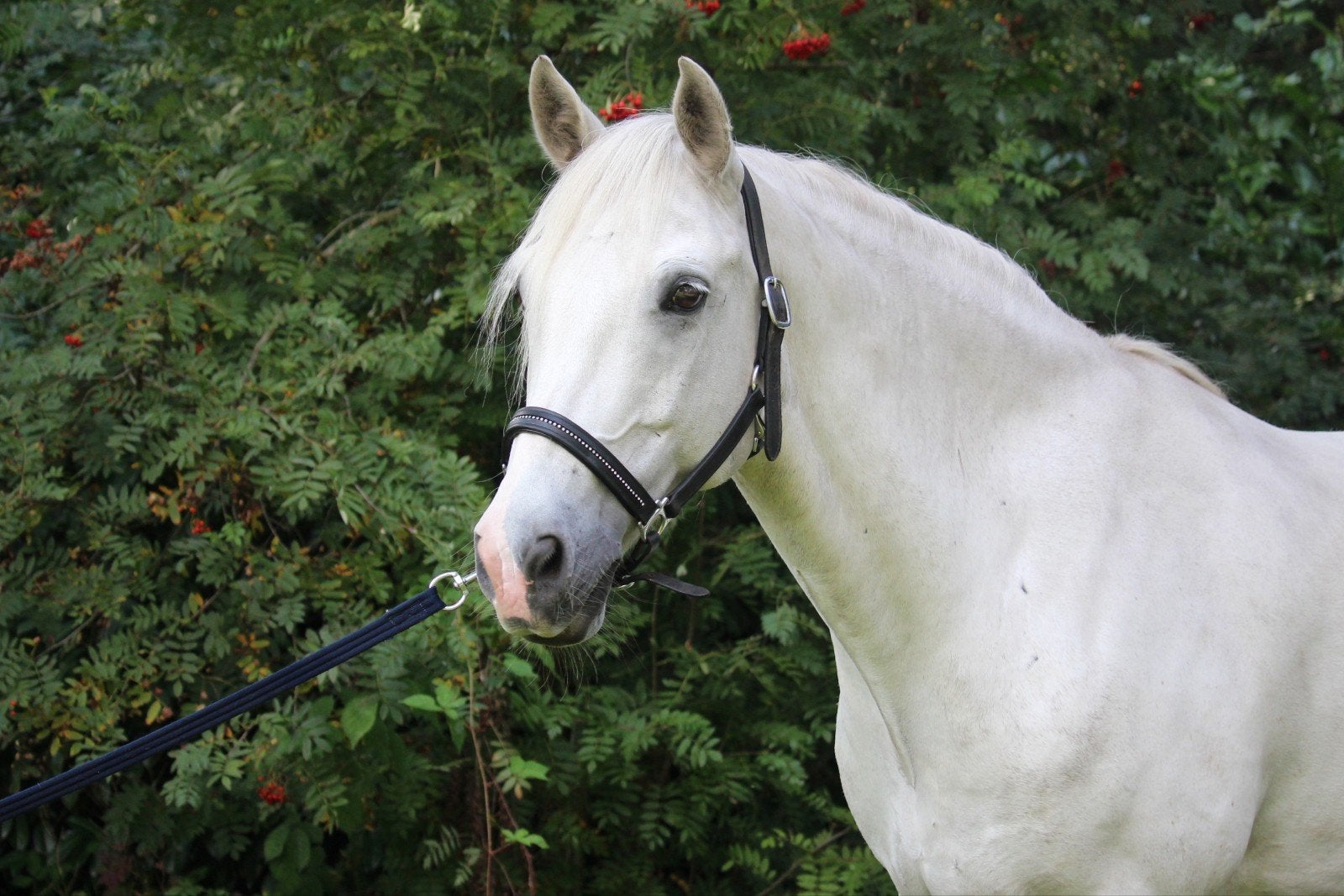 Weidemaatje / coachingspaard, Met stamboom, Ruin, 160 tot 165 cm, 11 jaar of ouder