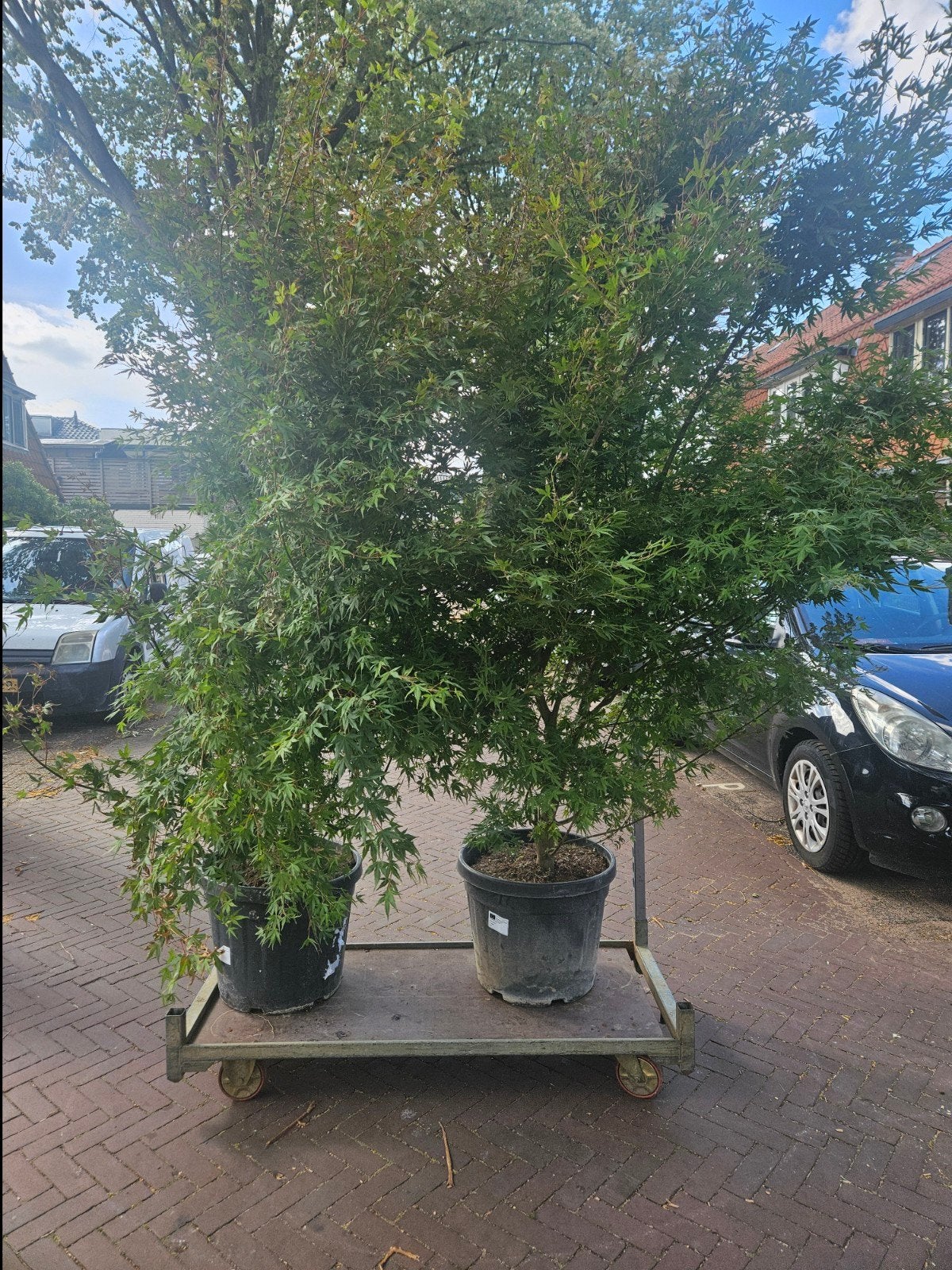 Grote Acer Palmatum groen - 220 hoog - Japanse Esdoorn