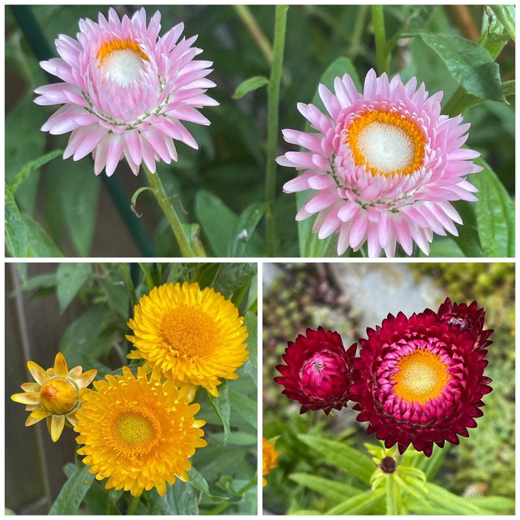 Zaden strobloem dubbelbloemig mix (Helichrysum bracteatum), Ophalen of Verzenden, Voorjaar, Volle zon, Zaad