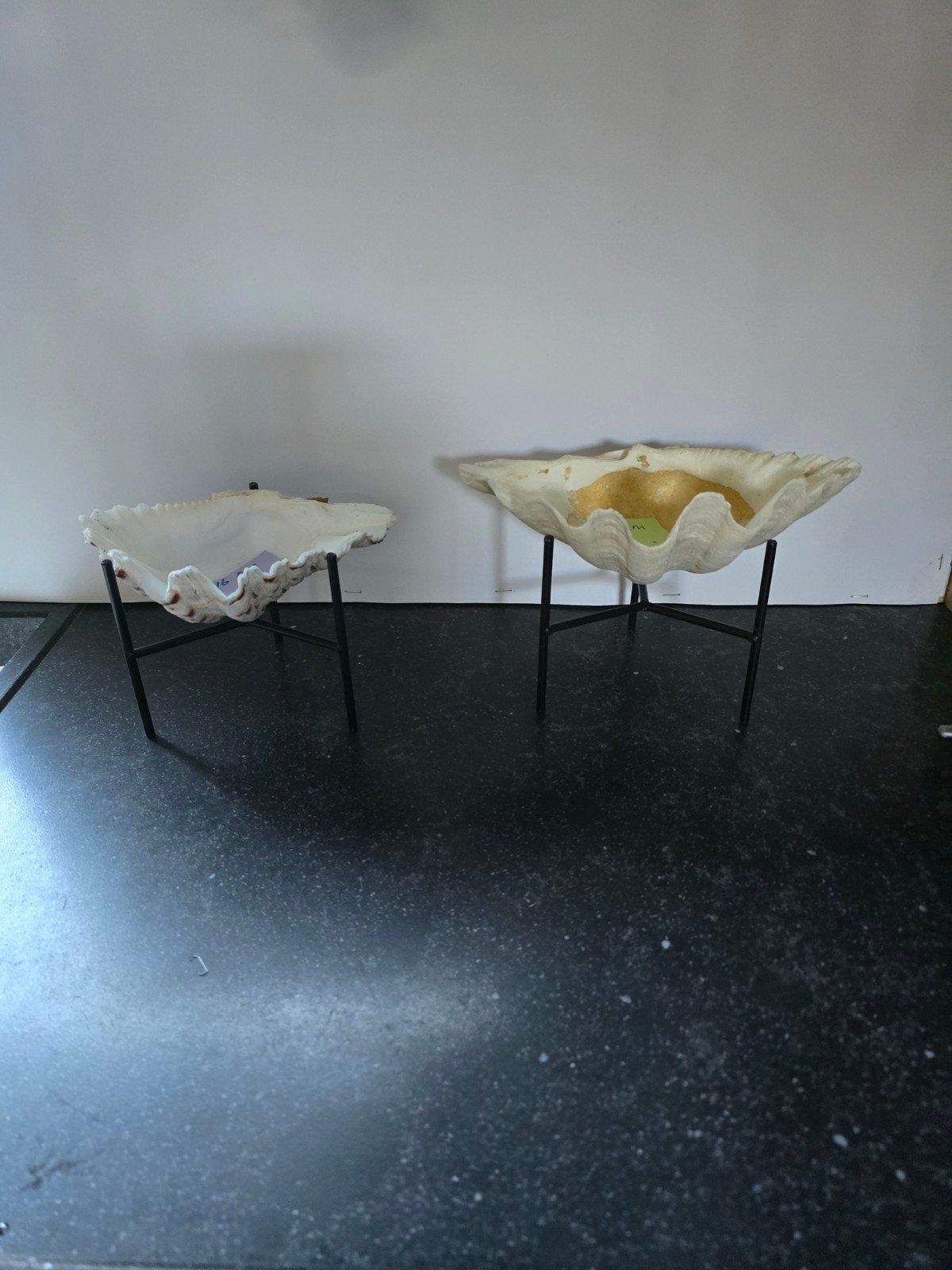 2 standaards met ieder een tridacna erop, Ophalen of Verzenden