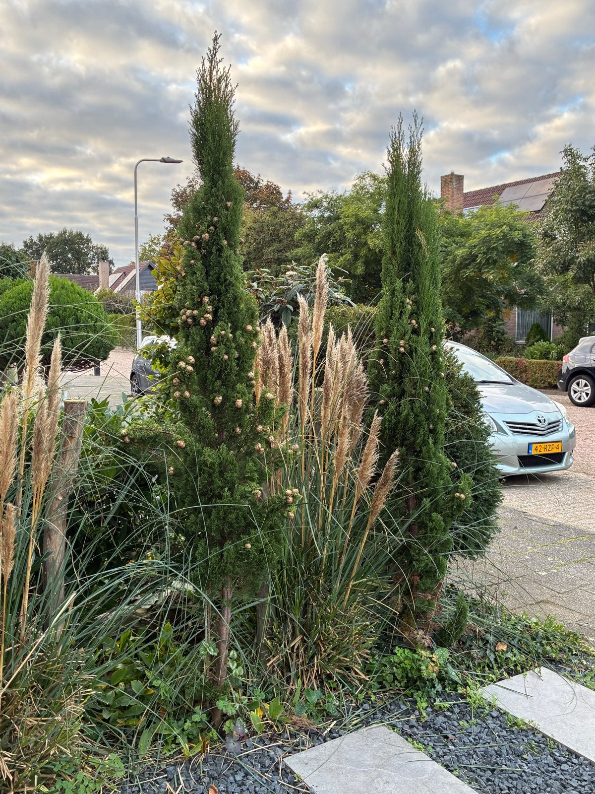 Zuilvormige Jeneverbes - Elegante Groenblijver, Volle zon, Vaste plant, Bloeit niet, Ophalen