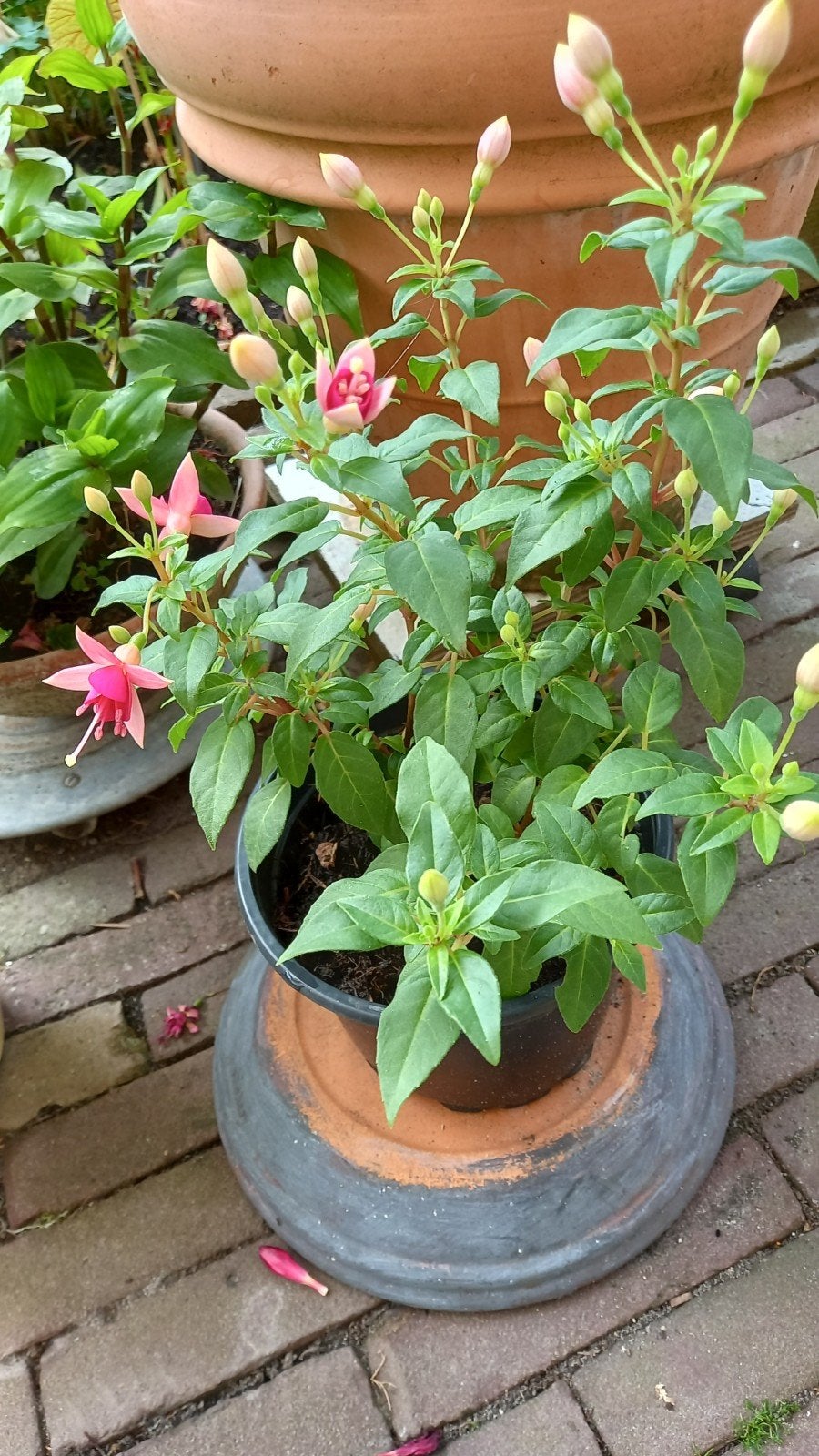 Fuchsia "Nortway", Ophalen, Overige soorten, Volle zon