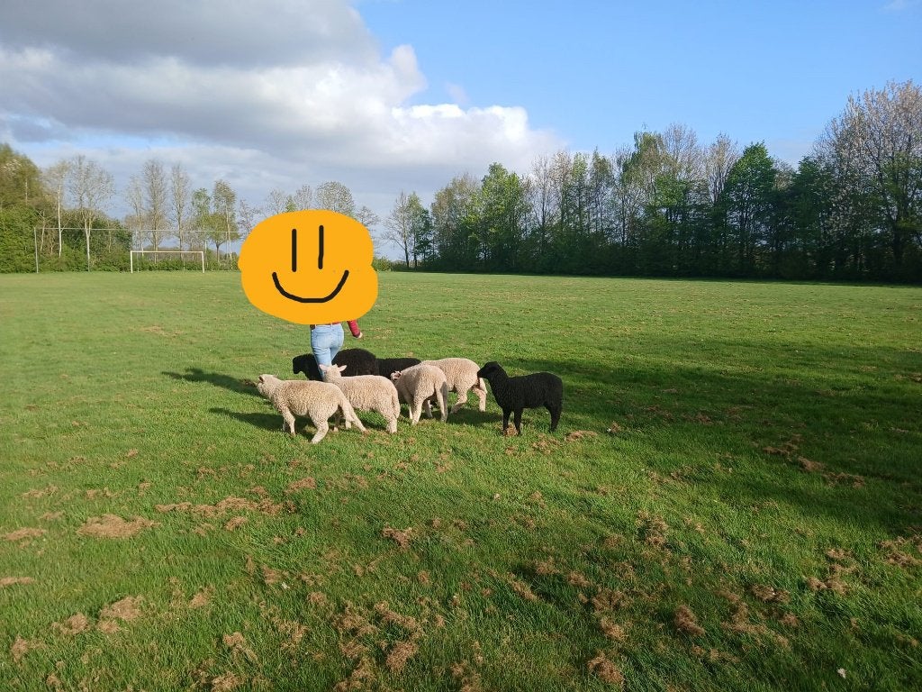 Aanhankelijke schapen zoeken liefdevol thuis, Dieren en Toebehoren, Schapen, Geiten en Varkens, Meerdere dieren, Schaap, 0 tot 2 jaar
